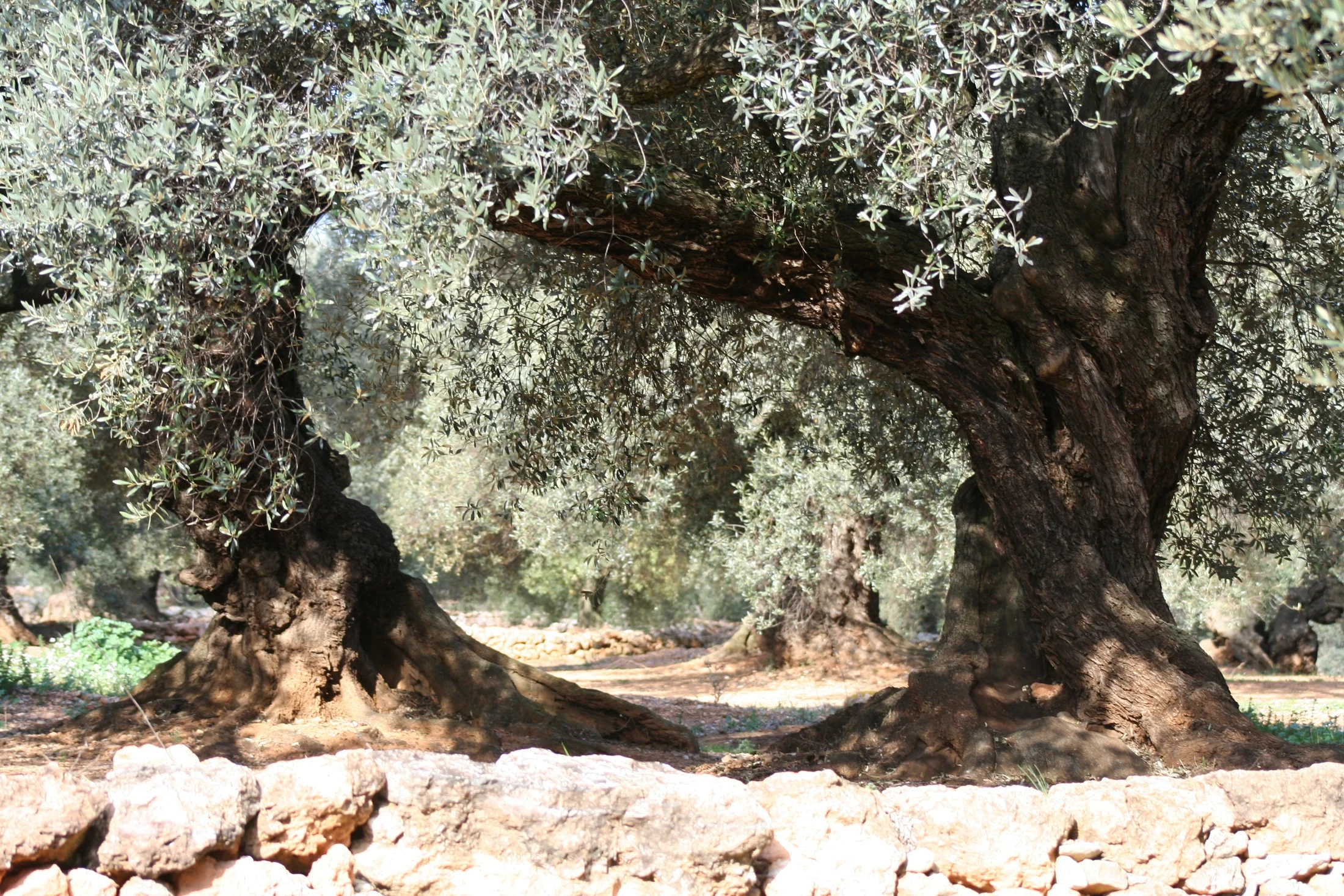 Millennial olive trees of the Maestrat